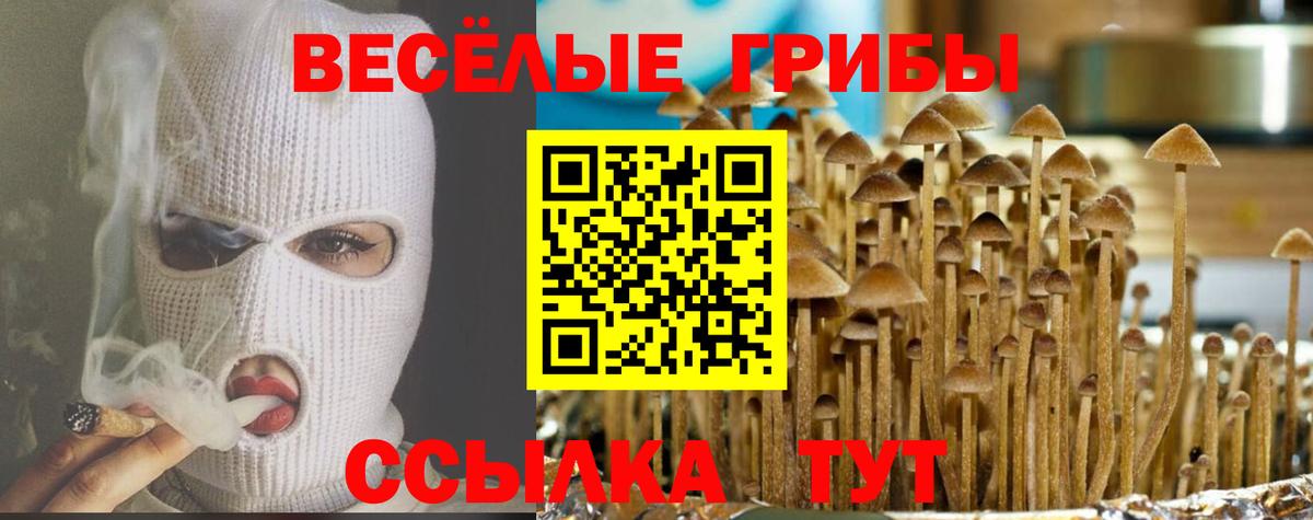 Псилоцибиновые грибы Psilocybine cubensis Краснокаменск